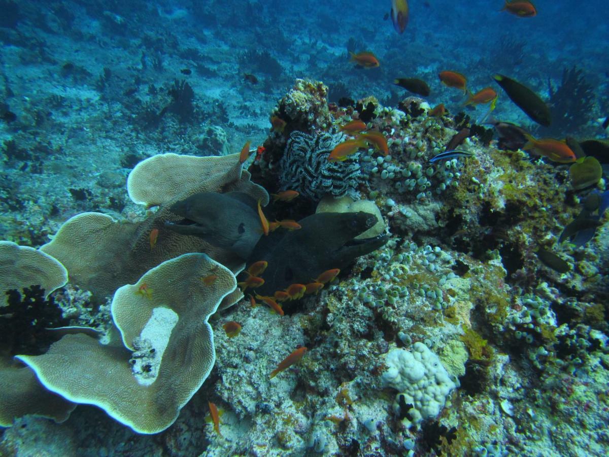 เอมบูดู วิลเลจ รีสอร์ต Hotel Embudu Island ภายนอก รูปภาพ