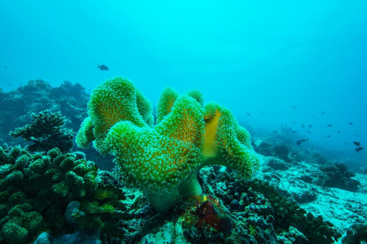 เอมบูดู วิลเลจ รีสอร์ต Hotel Embudu Island ภายนอก รูปภาพ